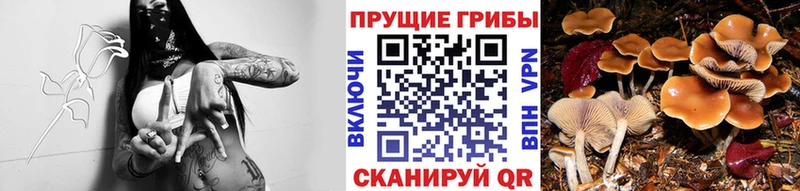 ОМГ ОМГ   Киселёвск  маркетплейс наркотические препараты  Псилоцибиновые грибы Psilocybe 